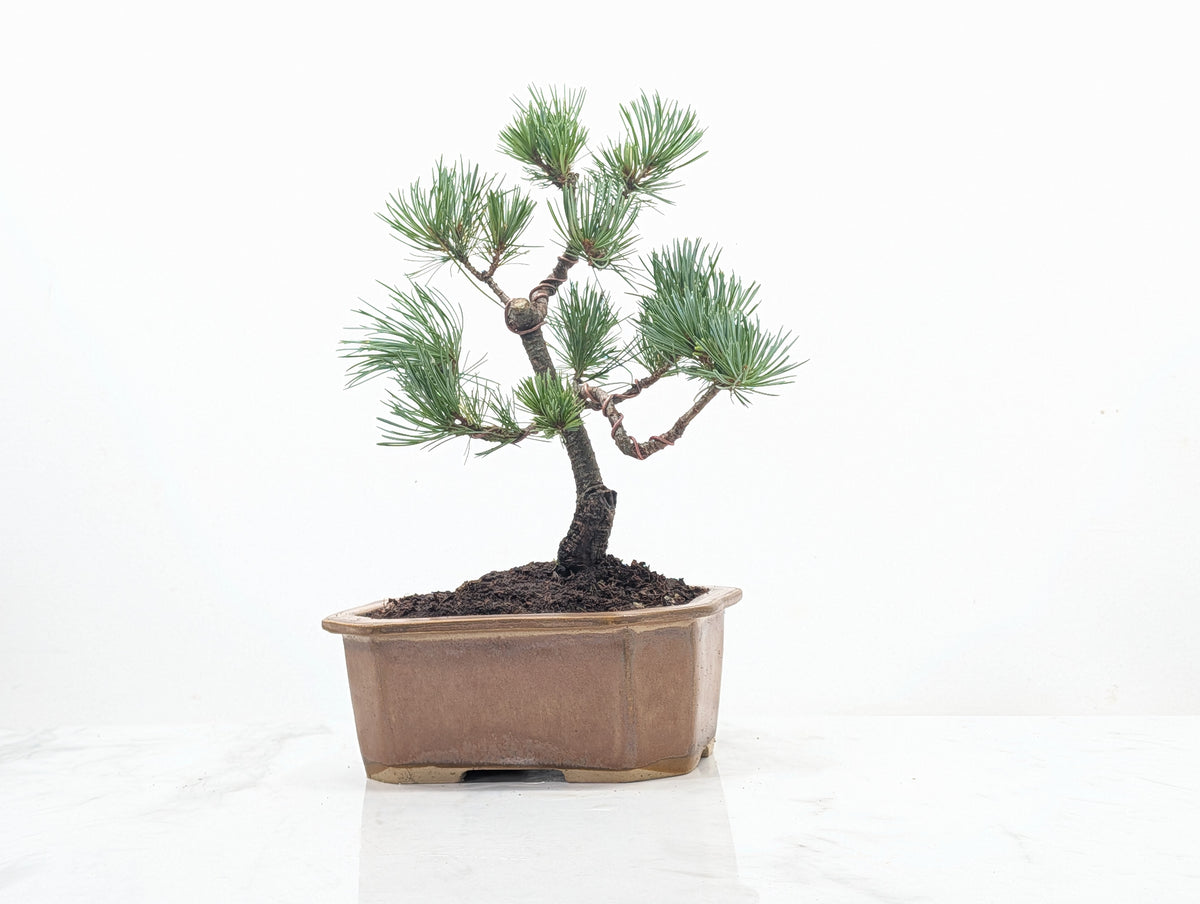 Japanese White Pine Bonsai