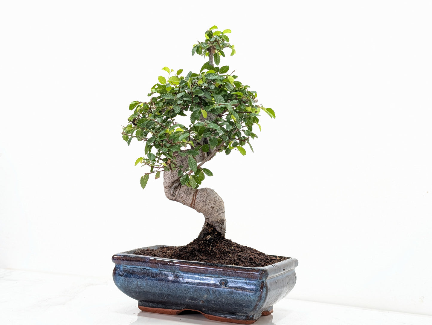 Chinese Elm Bonsai and Care Kit in 18cm Navy Ceramic Pot