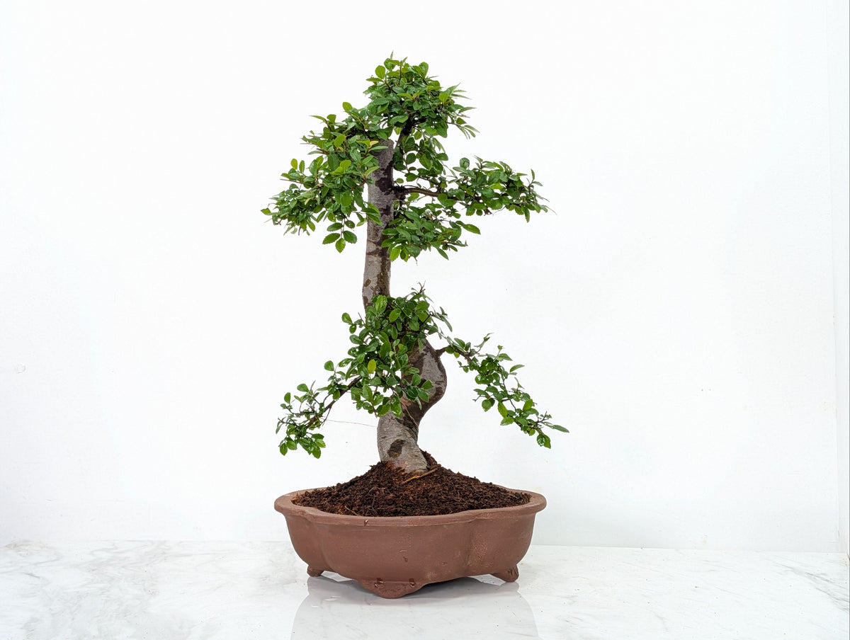 Large Chinese Elm Bonsai in 26cm Lotus Bonsai Pot