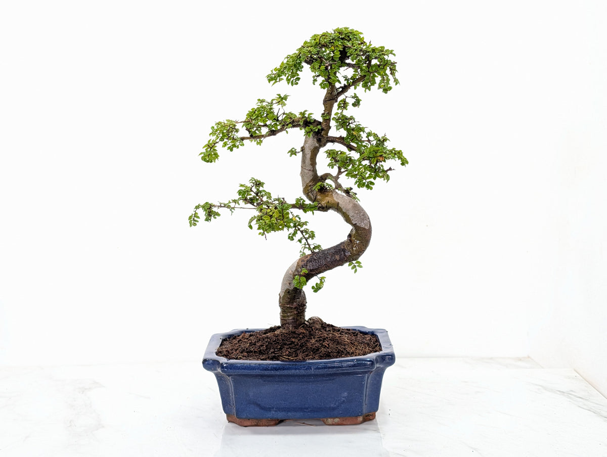 Chinese Elm 19cm Royal Blue Rectangular Pot & Care Kit