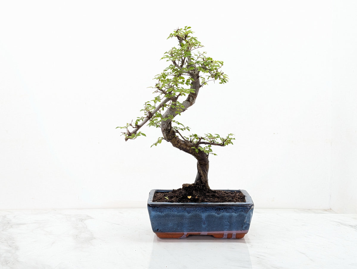 Chinese Elm Bonsai and Care Kit in 18cm Navy Ceramic Pot