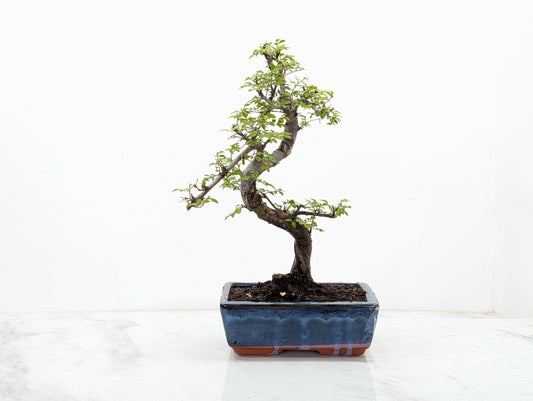 Chinese Elm Bonsai and Care Kit in 18cm Navy Ceramic Pot