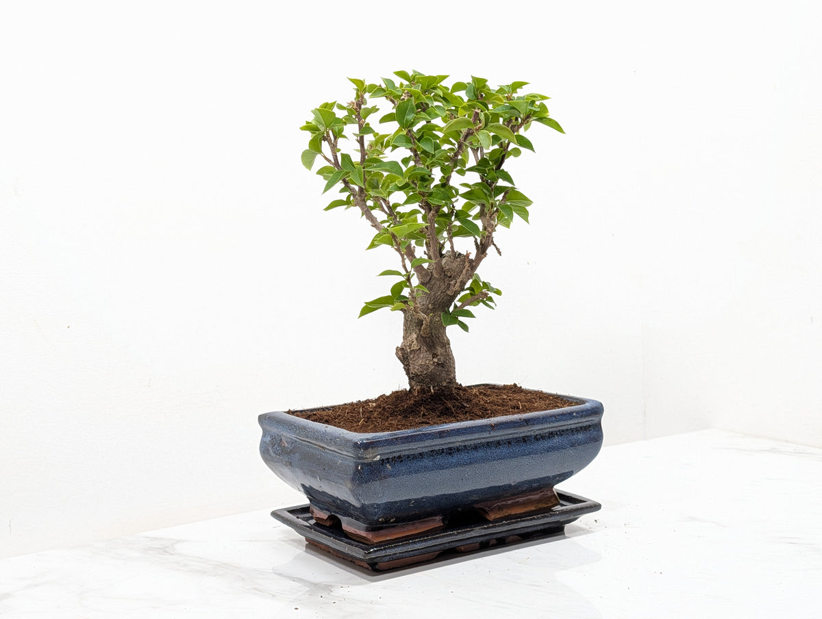 Bougainvillea - Pink Flowering Bonsai 20cm Blue Pot