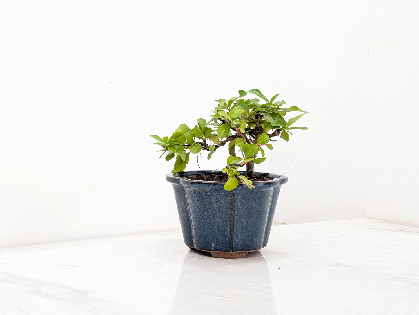 Pyracantha Bonsai Starter Tree