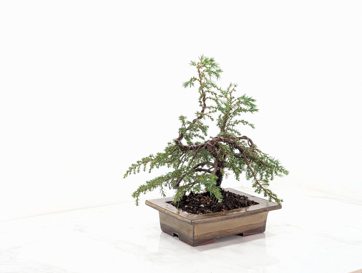 Juniper -Juniperus communis - Bonsai  - 17.5cm Tundra Large Rimmed Dish