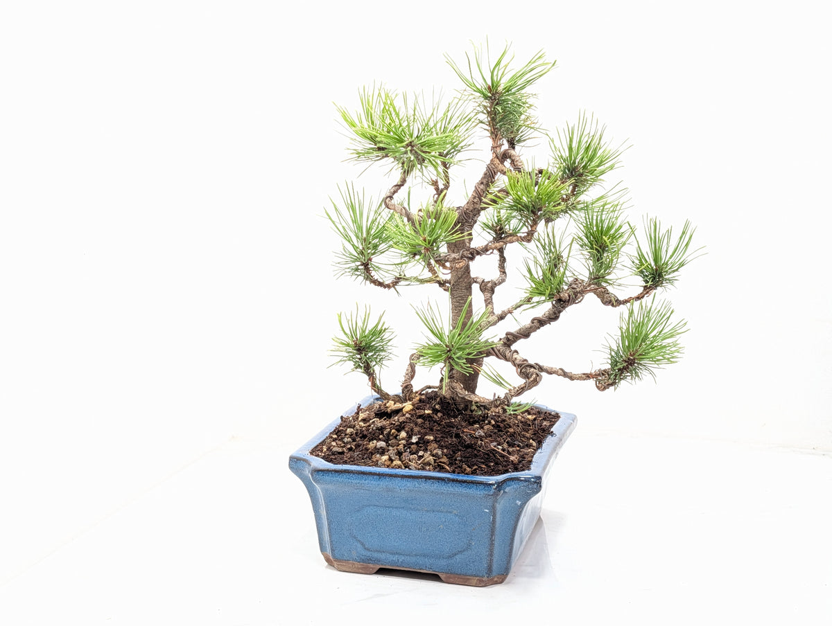 Mugo Pine Bonsai