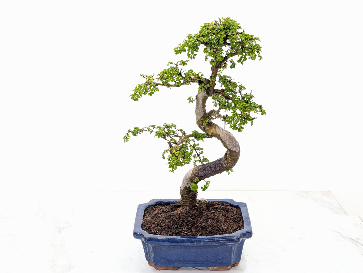 Chinese Elm 19cm Royal Blue Rectangular Pot & Care Kit