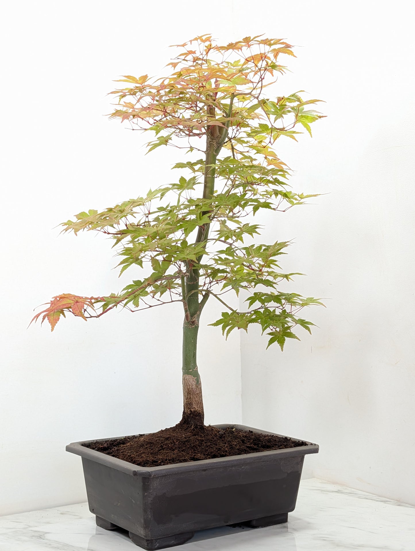 'Deshojo' Japanese Maple Bonsai