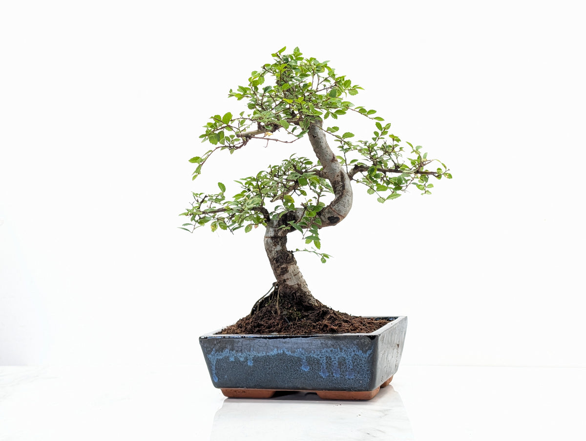 Chinese Elm Bonsai and Care Kit in 18cm Navy Ceramic Pot