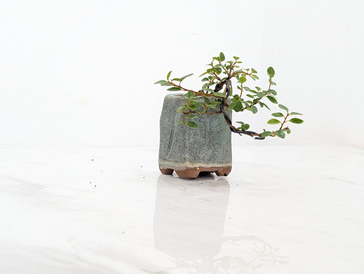 Cotoneaster Bonsai Tree