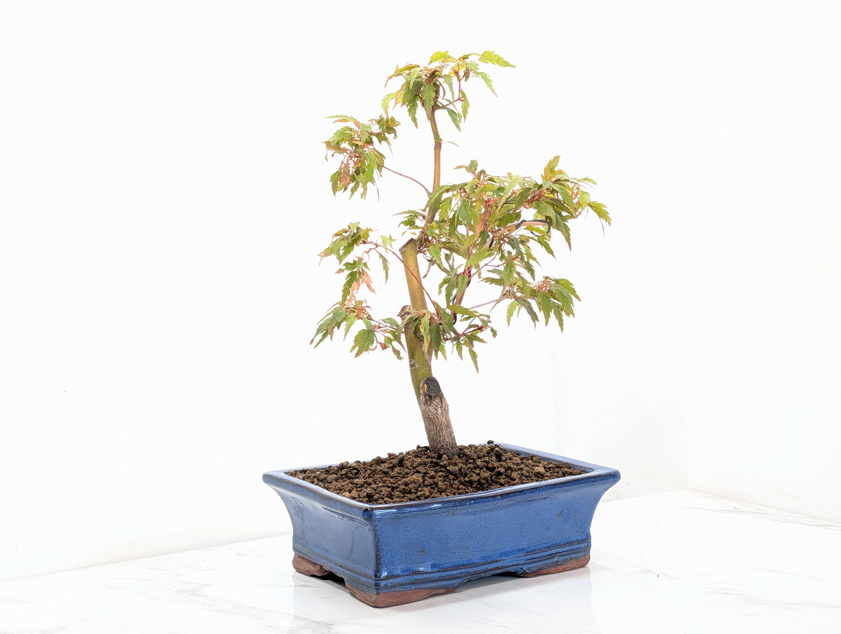 Japanese Maple Pre Bonsai & Development Kit