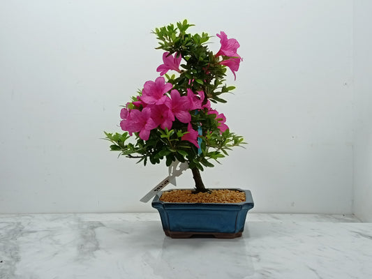 Satsuki Azalea Bonsai & Care Kit