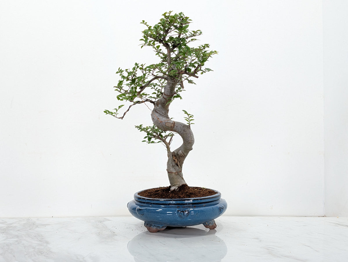 Chinese Elm Bonsai and Care Kit in 21cm Blue Round Ceramic Pot