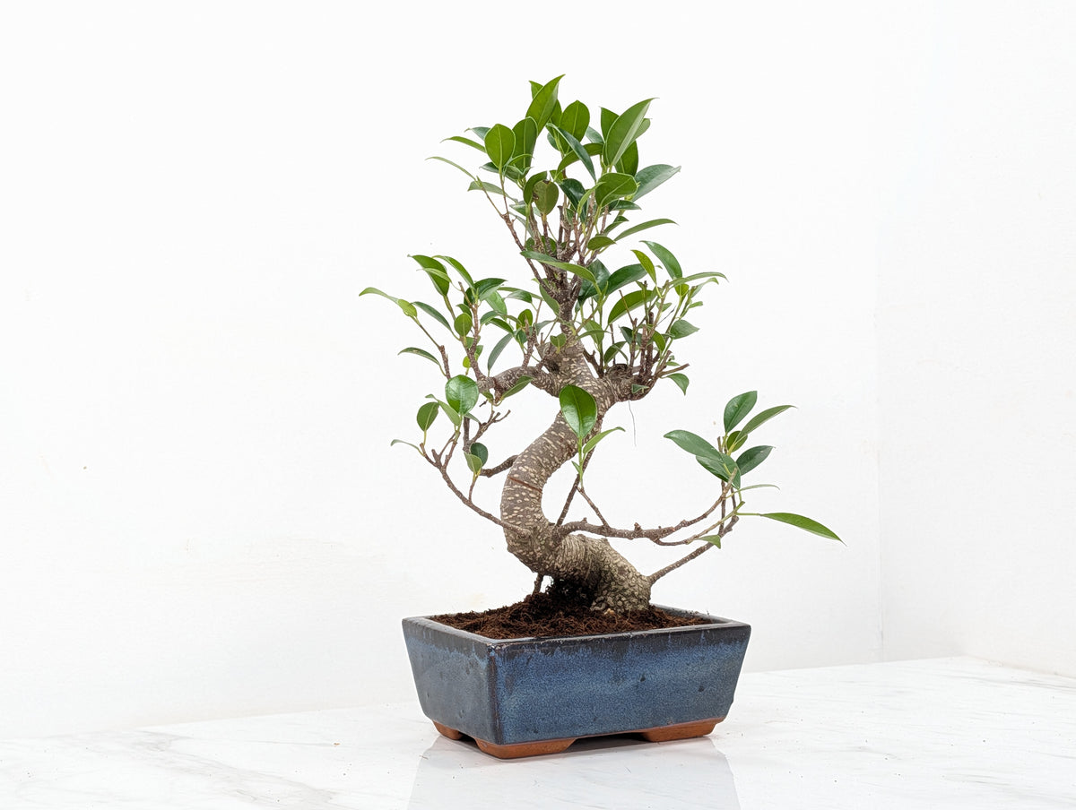 Banyan Fig Bonsai -15cm Navy Pot