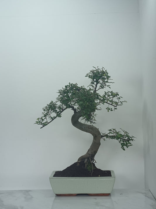 Chinese Elm Bonsai and Care Kit in 30cm Cream Ceramic Pot