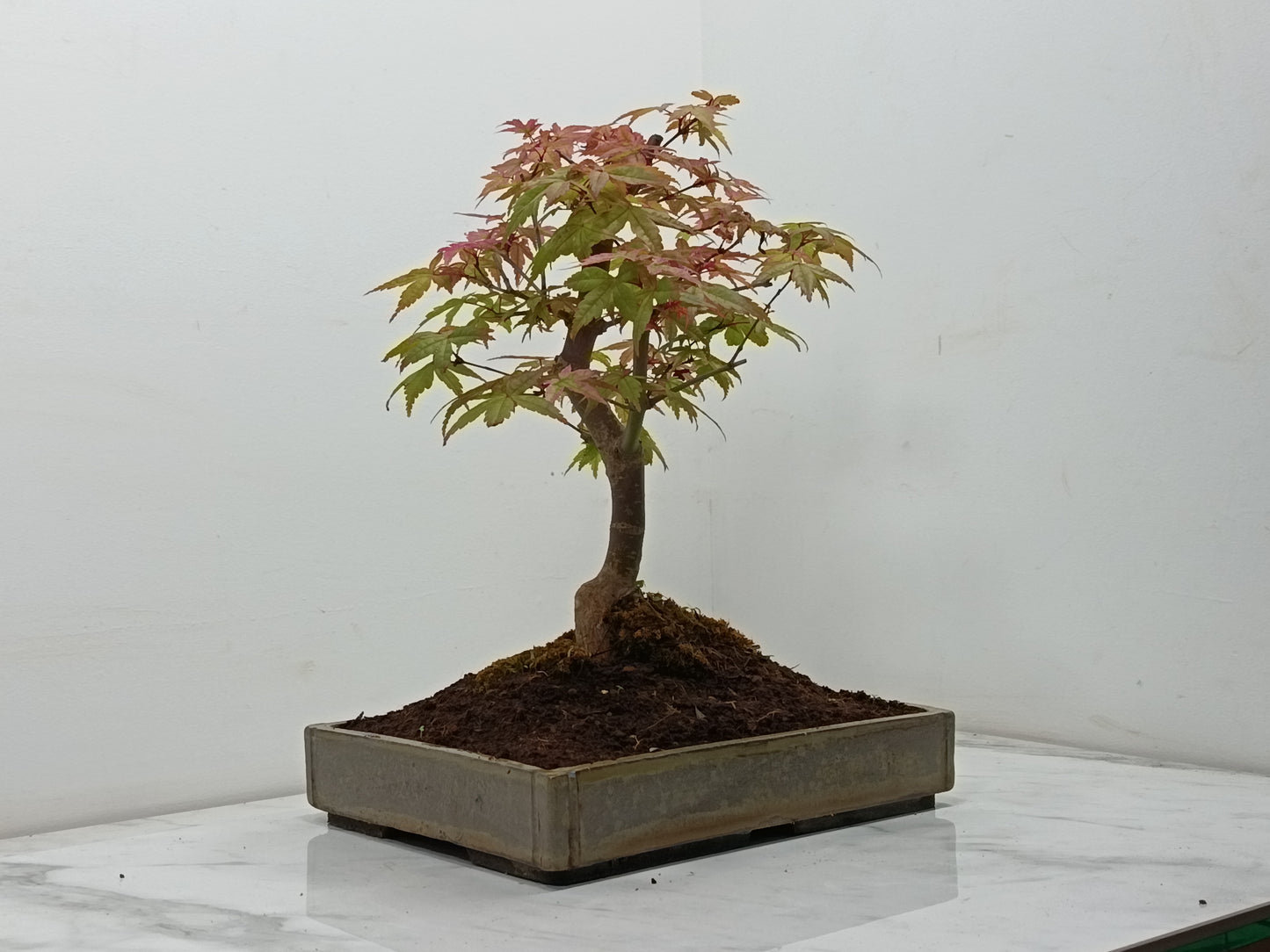 Deshojo Japanese Maple Bonsai+ Care Kit