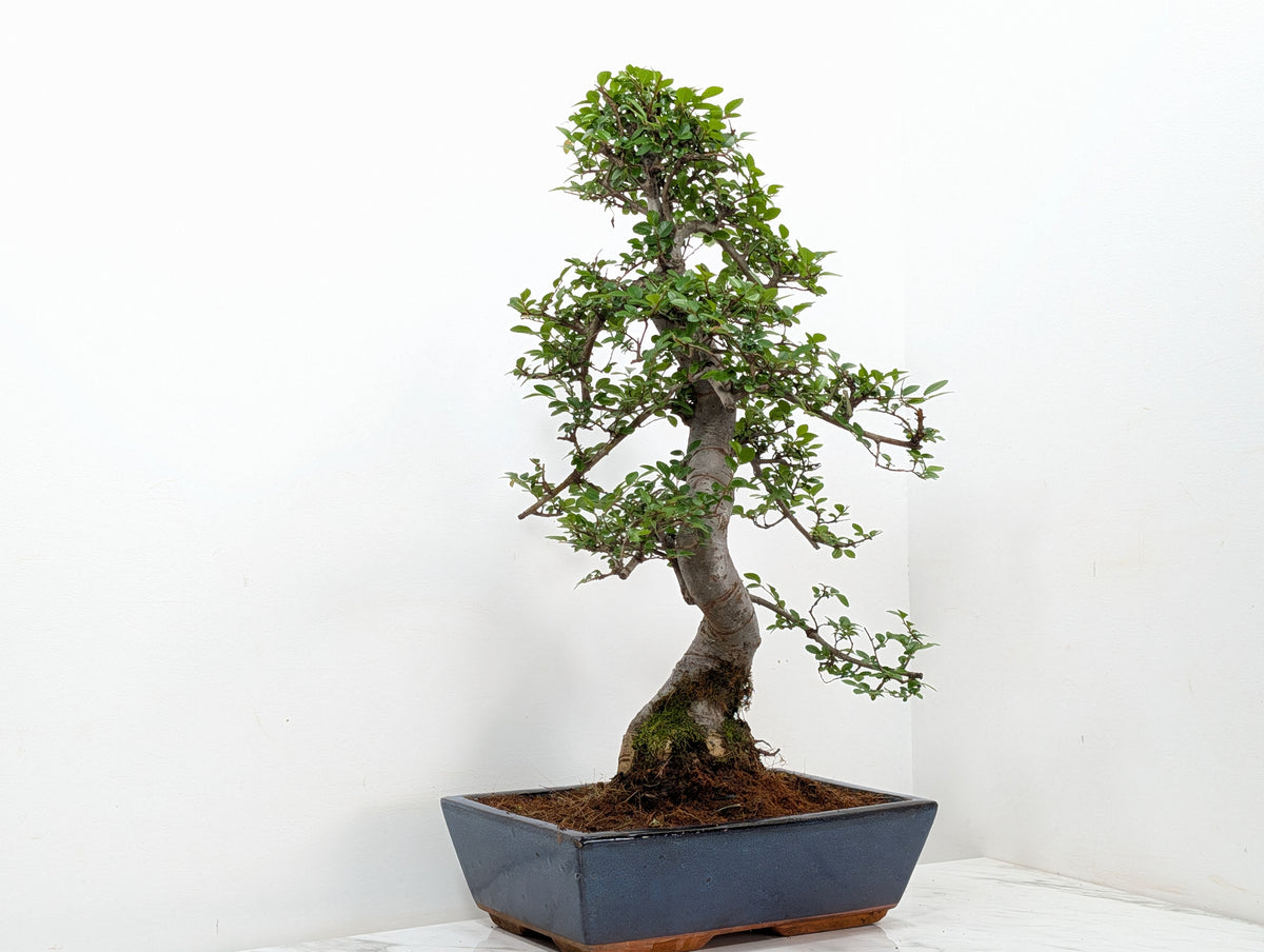Large Chinese Elm Bonsai in 30cm Blue Ceramic Pot
