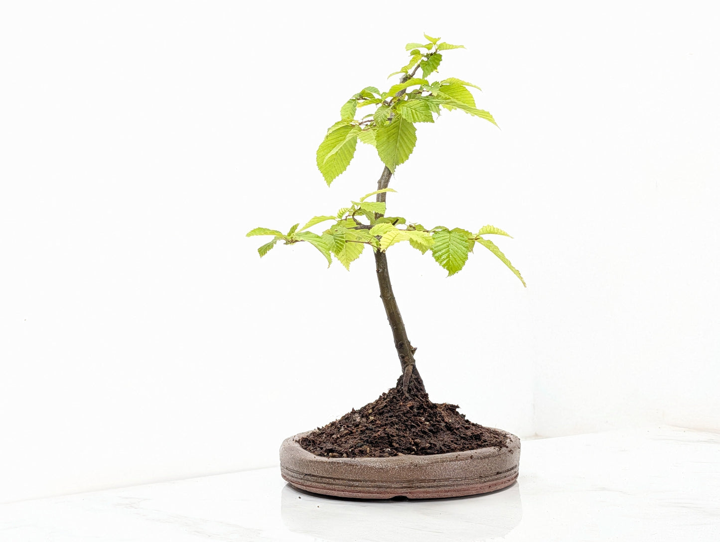 Hornbeam  Bonsai in 19cm Nanban Pot