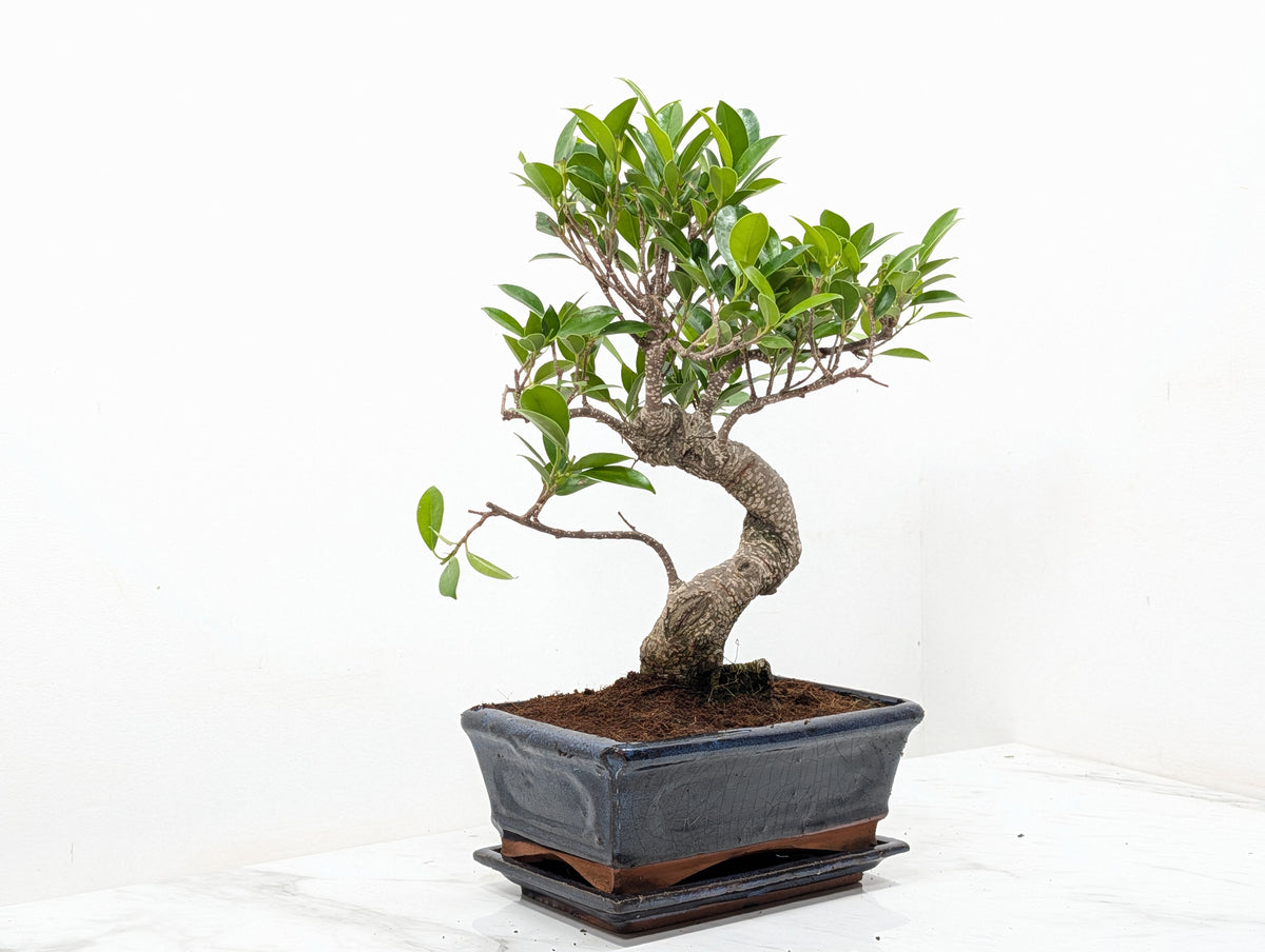 Banyan Fig Bonsai -20cm Navy Pot