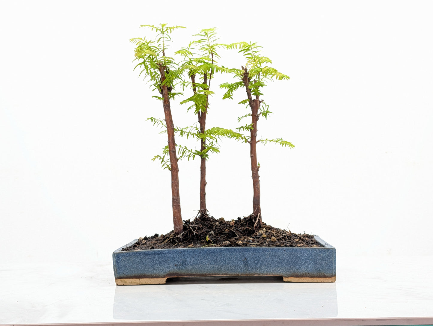 Dawn Redwood Bonsai 3 Tree Group