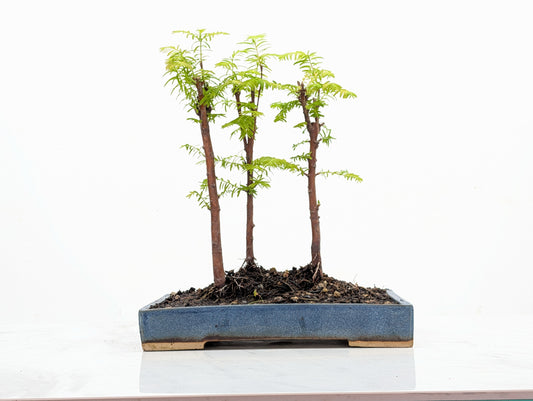 Dawn Redwood Bonsai 3 Tree Group