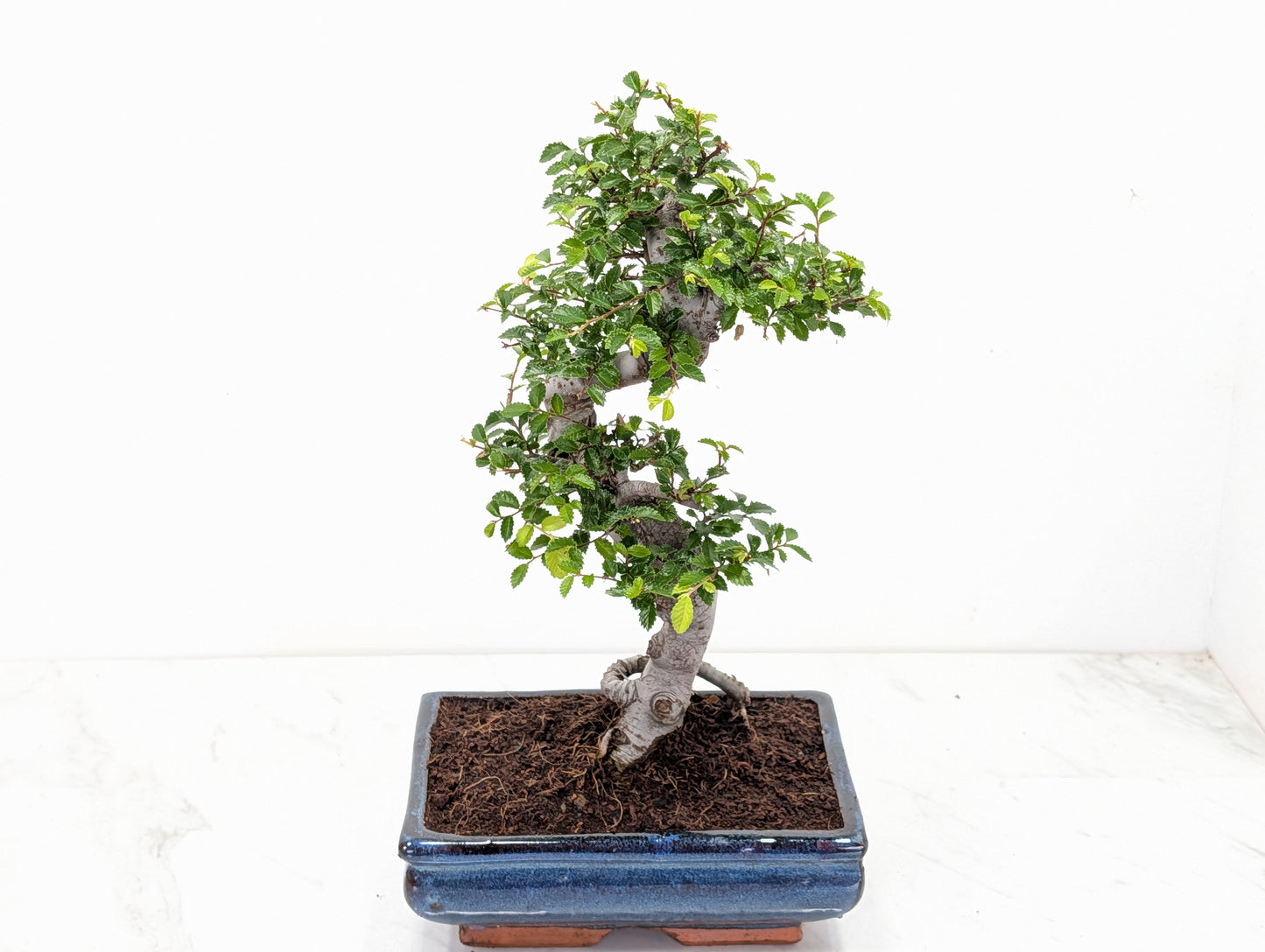 Chinese Elm Bonsai and Care Kit in 18cm Navy Ceramic Pot
