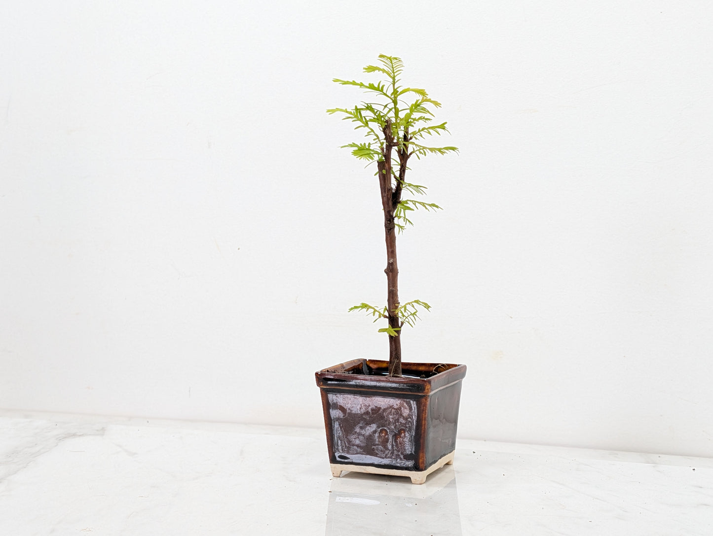 Dawn Redwood Bonsai Starter Tree