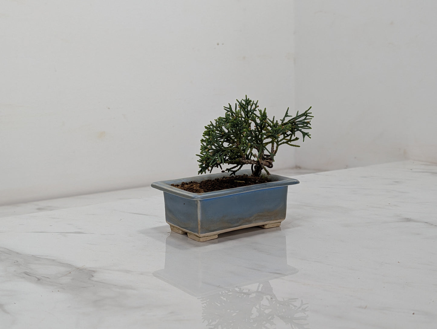 Juniper -Juniperus Chinesis Blaauw