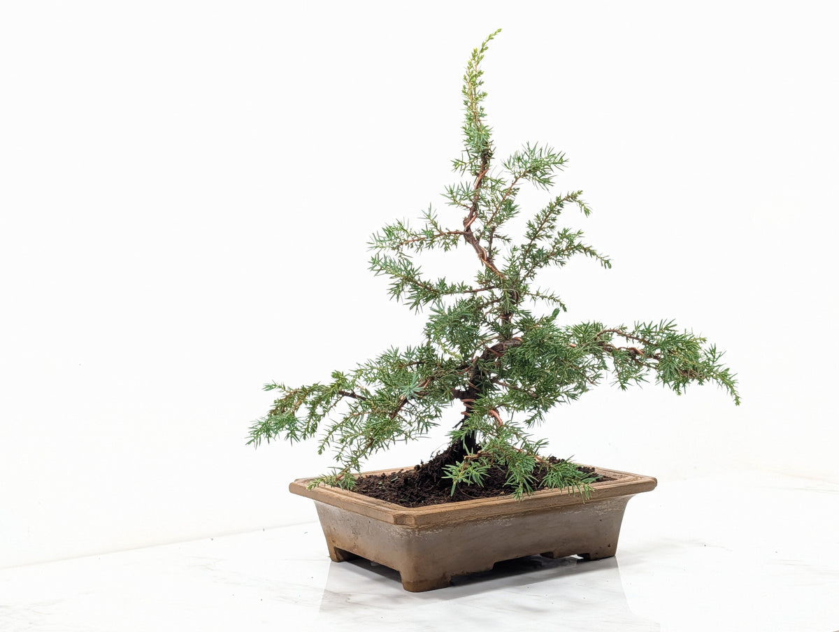 Juniper -Juniperus communis - Bonsai  - 20.5cm Topaz Large Rimmed Dish
