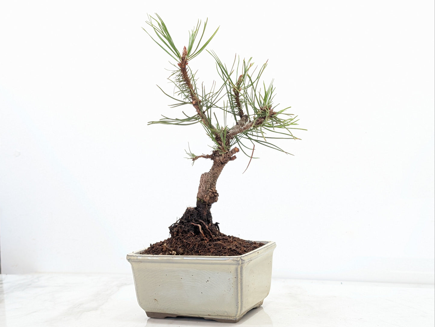 Mugo Pine Bonsai