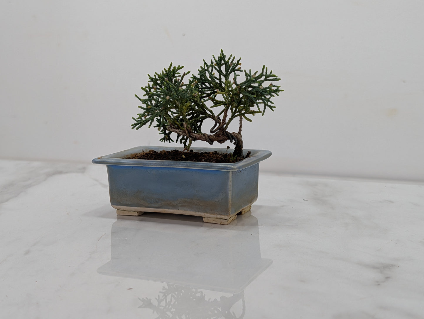 Juniper -Juniperus Chinesis Blaauw