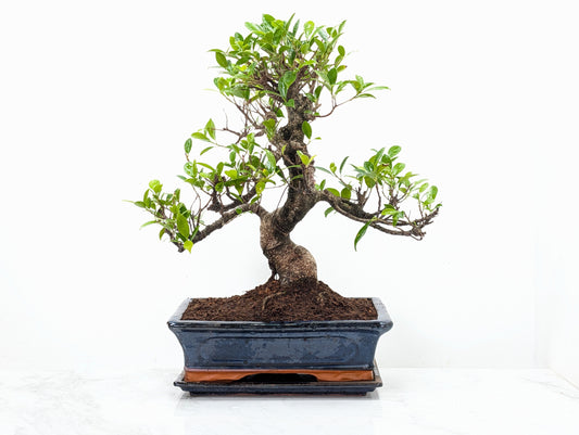 Banyan Fig Bonsai 30cm Navy Pot