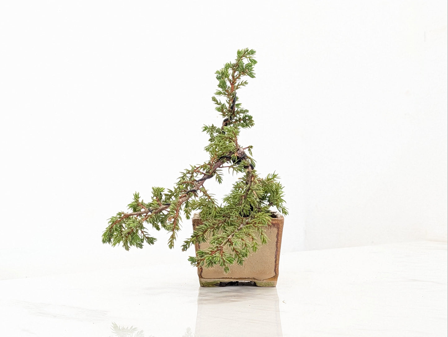 Juniper -Juniperus - Bonsai Starter