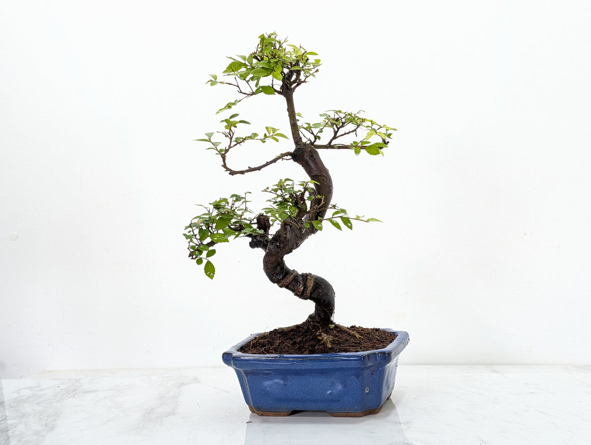 Chinese Elm 19cm Royal Blue Rectangular Pot & Care Kit