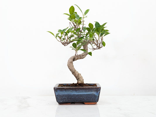Banyan Fig Bonsai -15cm Navy Pot