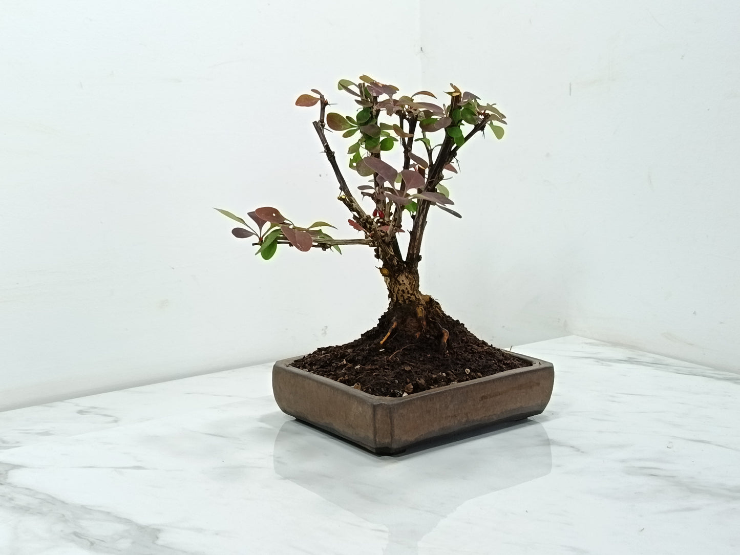 Berberis  Bonsai Tree - 18cm Ceramic Dish