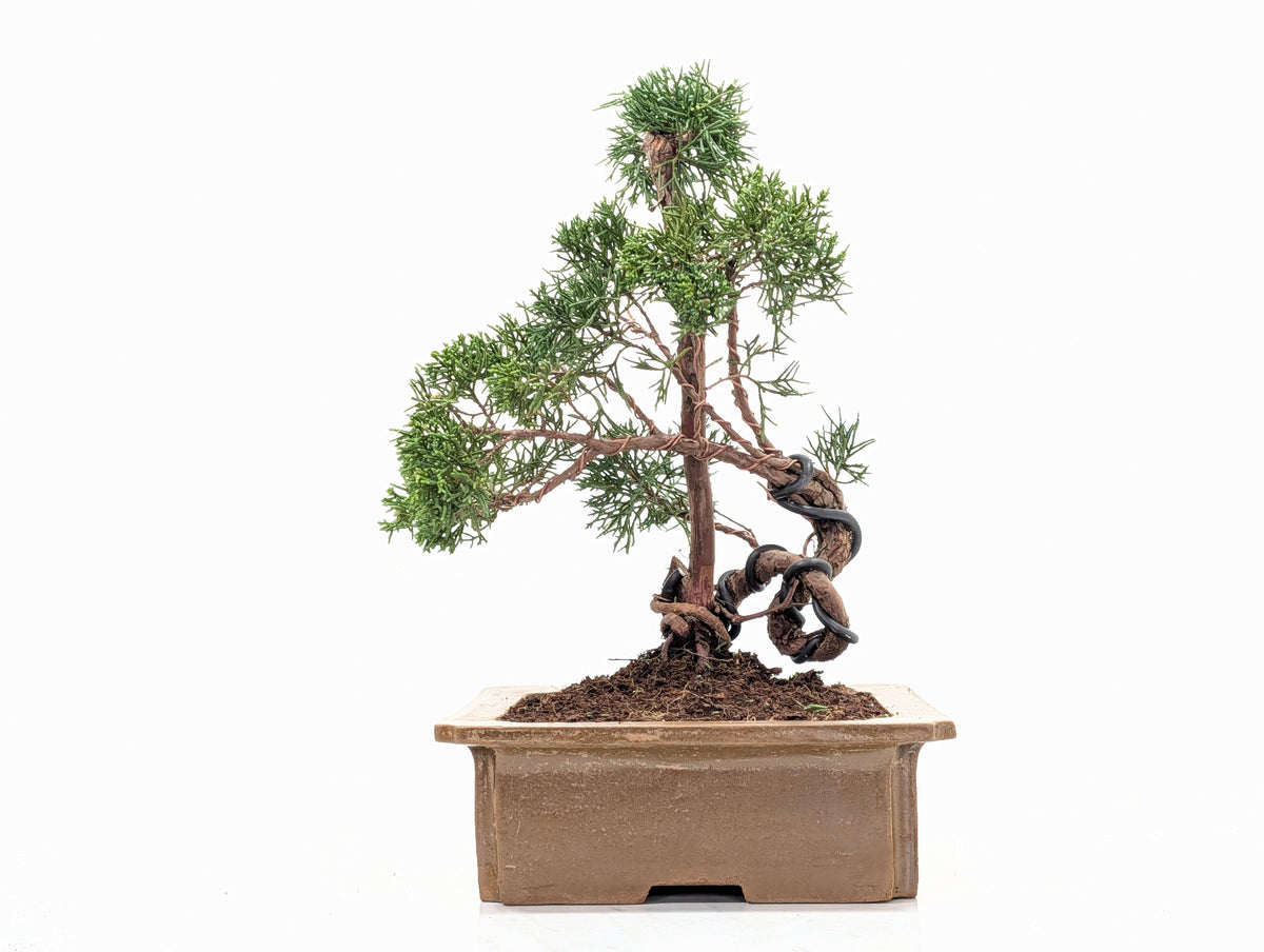Juniper - Japanese Imported Bonsai