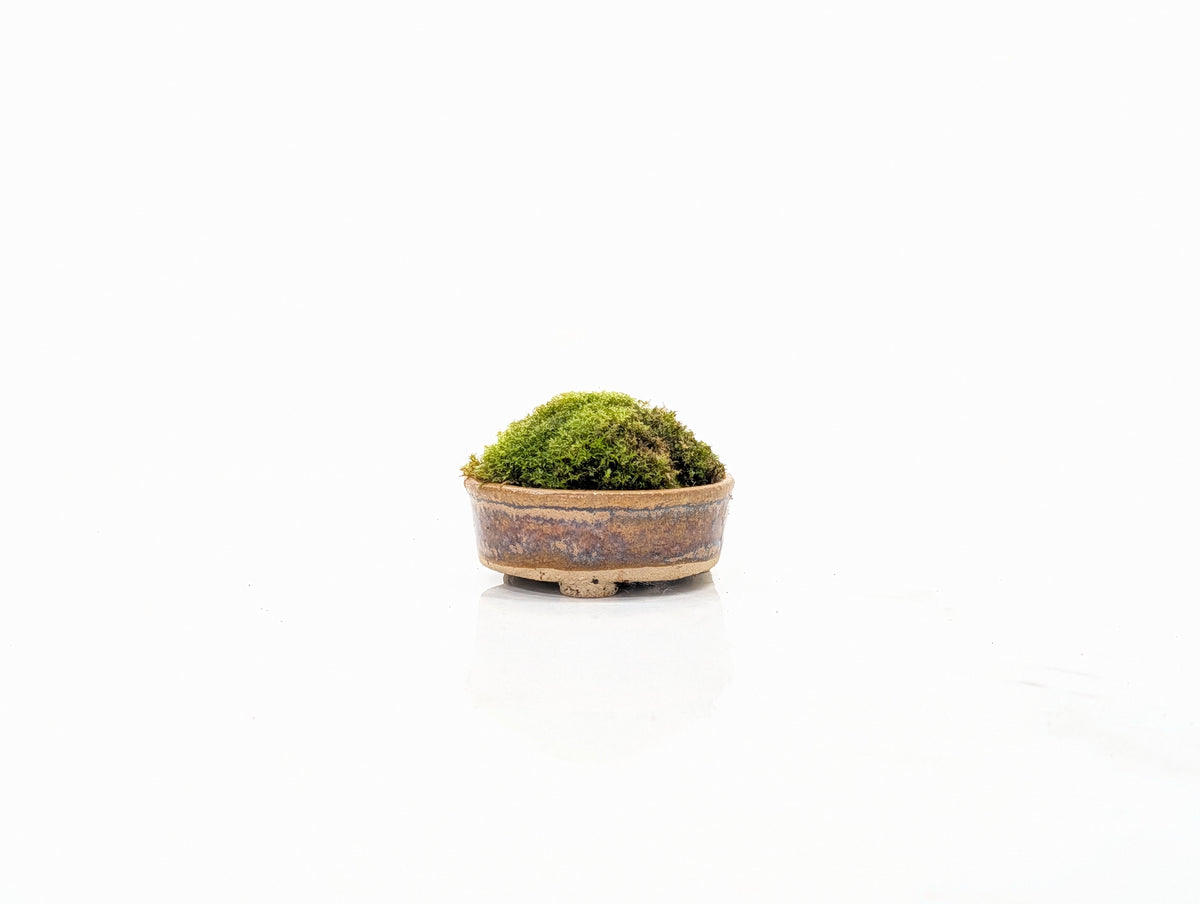 Kusamono - 'Accent Plant - 'Simple Moss'