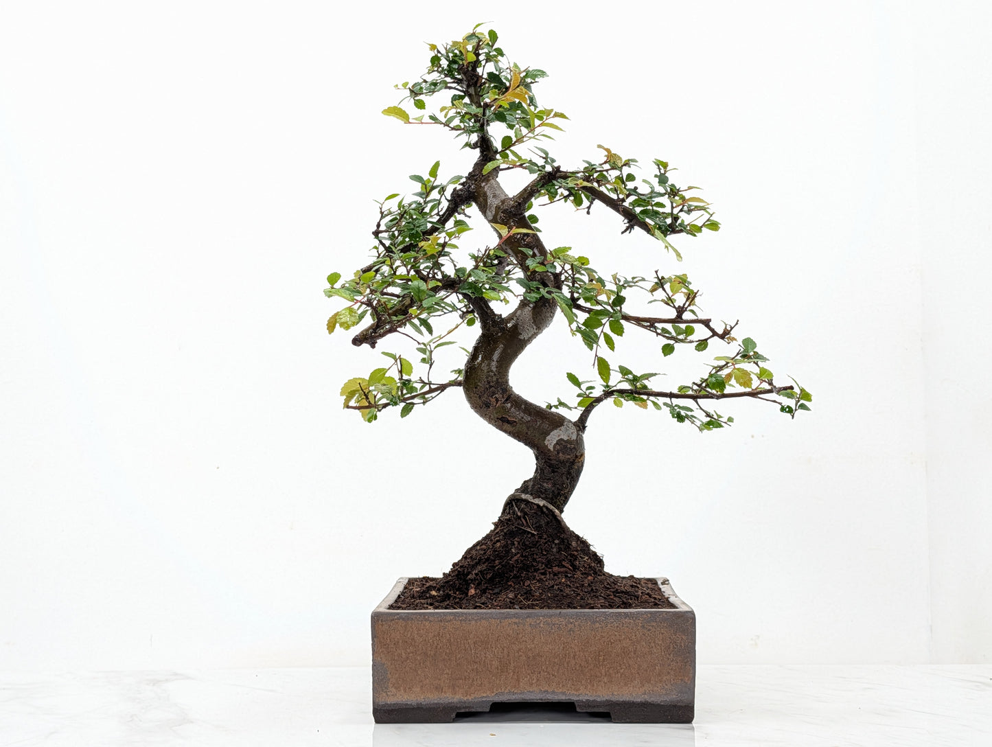 Chinese Elm Bonsai and Care Kit in 17cm Venus Brown Ceramic Dish