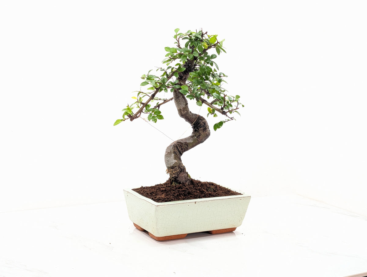 Chinese Elm Bonsai and Care Kit in 18cm Cream Ceramic Pot
