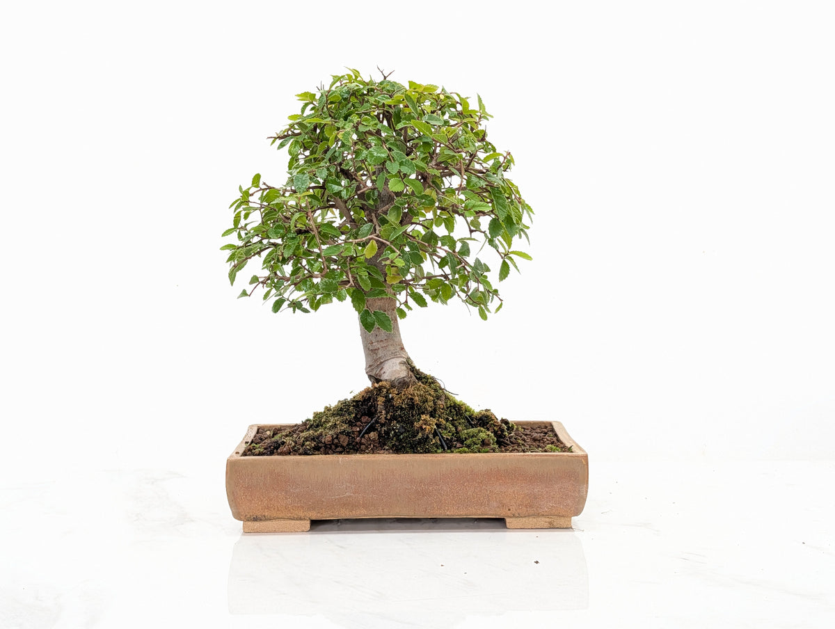 Chinese Elm Bonsai in 20cm Topaz Ceramic Dish+ Care Kit