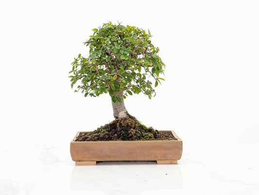 Chinese Elm Bonsai in 20cm Topaz Ceramic Dish+ Care Kit
