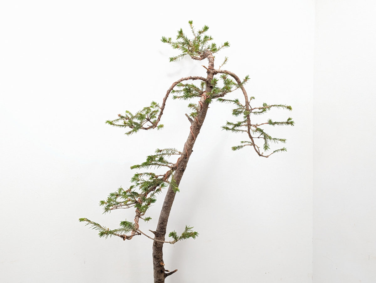 Spruce Bonsai - 25cm Venus Brown Ceramic