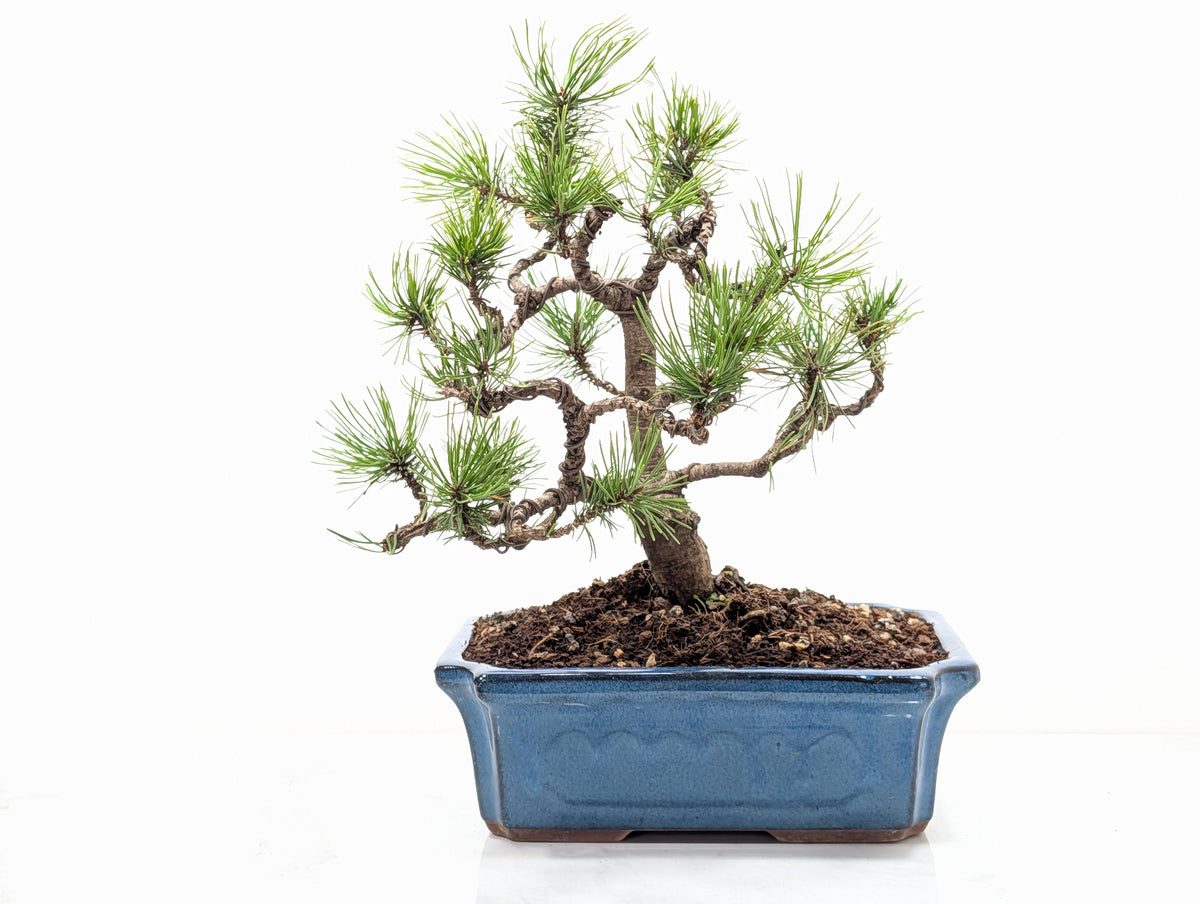 Mugo Pine Bonsai