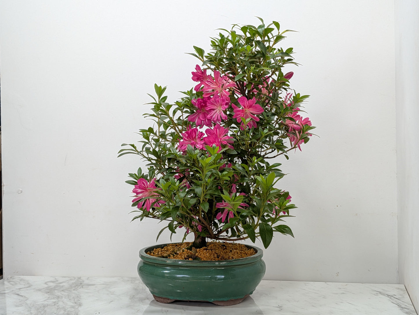 Satsuki Azalea Bonsai & Care Kit