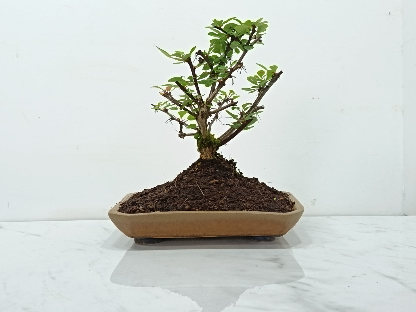 Berberis Bonsai Tree - 18cm Ceramic Dish