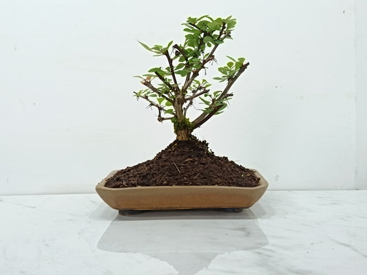 Berberis Bonsai Tree - 18cm Ceramic Dish