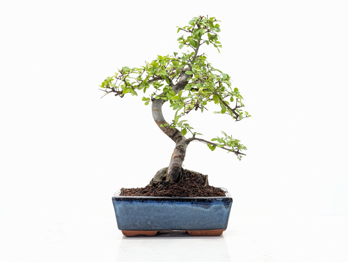 Chinese Elm Bonsai and Care Kit in 18cm Navy Ceramic Pot