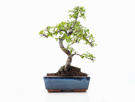 Chinese Elm Bonsai and Care Kit in 18cm Navy Ceramic Pot