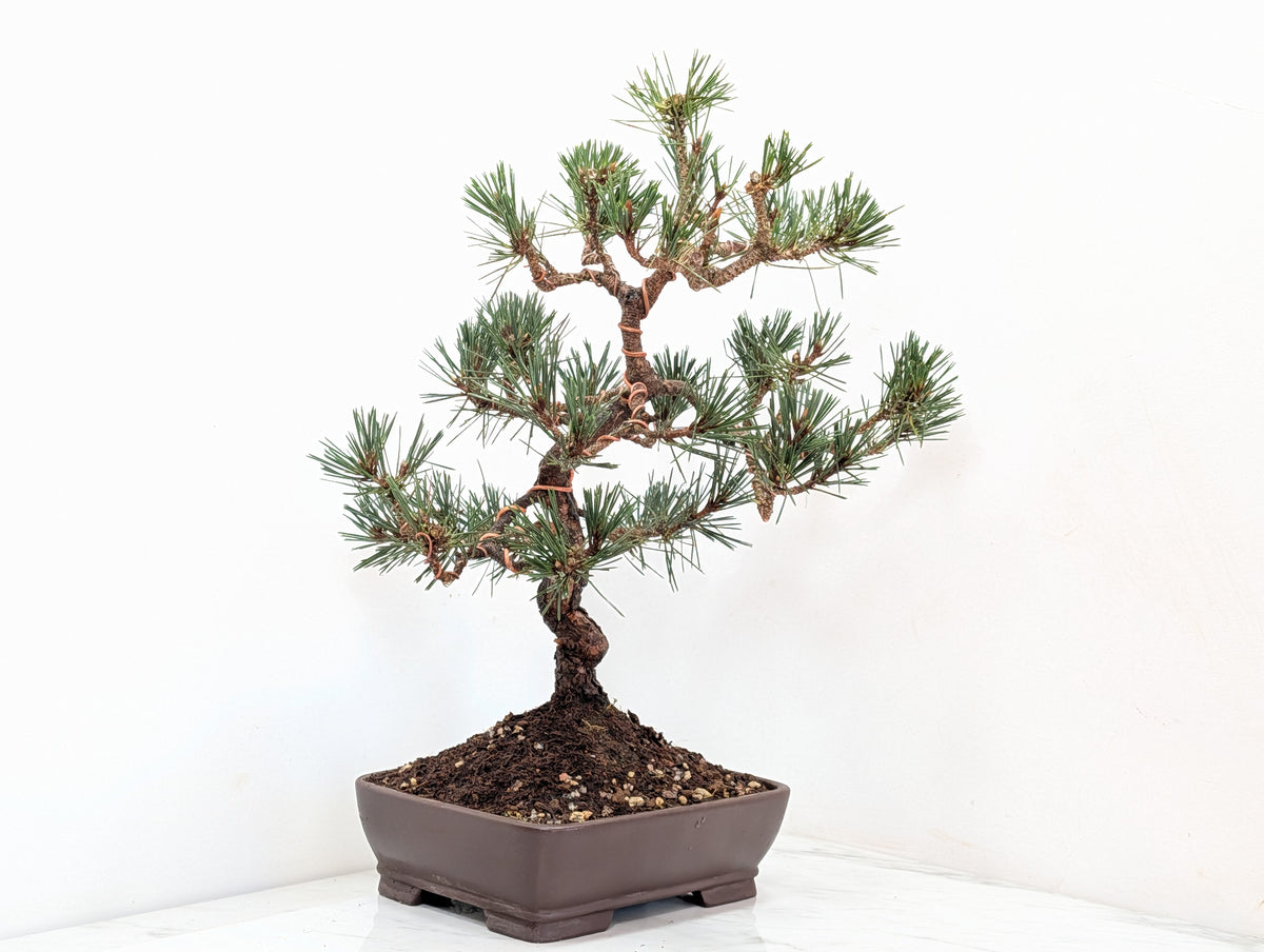 Japanese Black Pine Bonsai